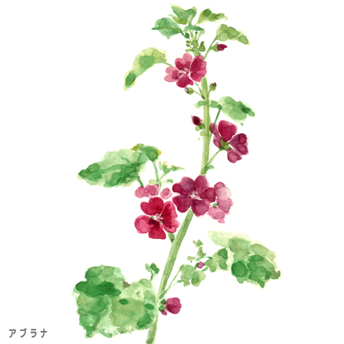 illust13,水彩,イラスト,アブラナ,春,植物