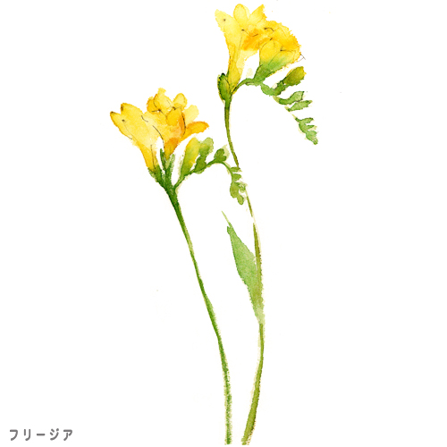 illust08,水彩,イラスト,フリージア,黄色の花,春