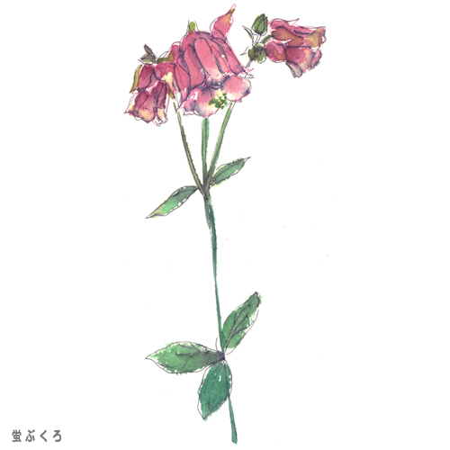 illust14,水彩,イラスト,ほたるぶくろ,蛍袋,植物,花