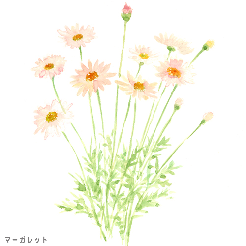illust03,水彩,イラスト,マーガレット,花,春