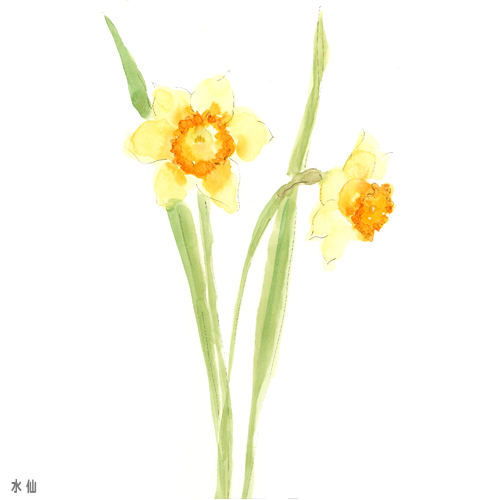 illust07,水彩,イラスト,水仙,黄色の花,春