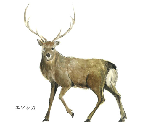 水彩画,食材,エゾシカ,鹿,肉,道北地方,ミシュラン,北海道,画像6