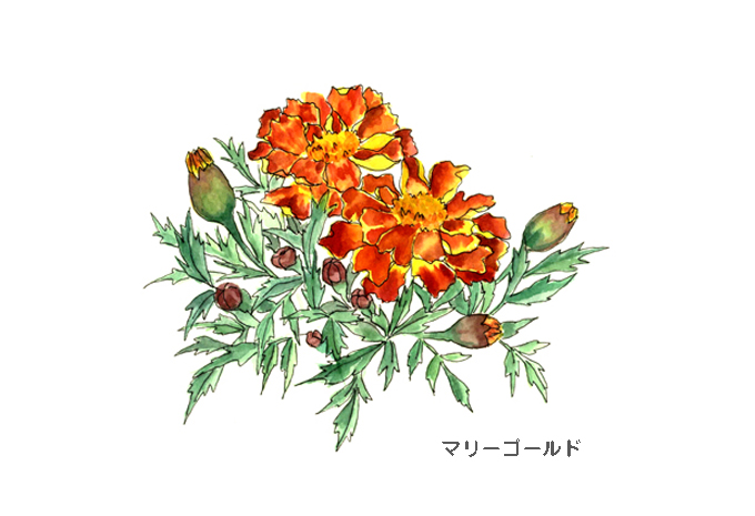 花の水彩画廊 高塚由子