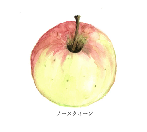 水彩画,食材,果物,ノースクィーン,りんご,フルーツ,アップル,ミシュラン,北海道,画像7