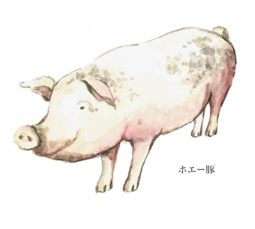 水彩画,食材,豚肉,ホエー豚,豚,ピッグ,十勝,ミシュラン,北海道,画像15