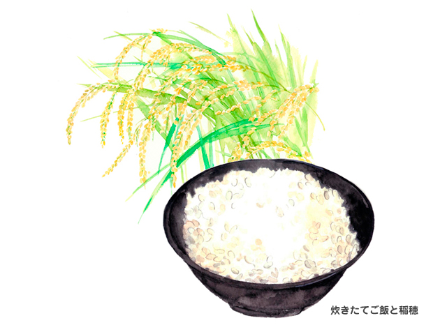 水彩,イラスト,ごはん,炊きたて,米,稲穂,収穫,食材,素材,食べ物